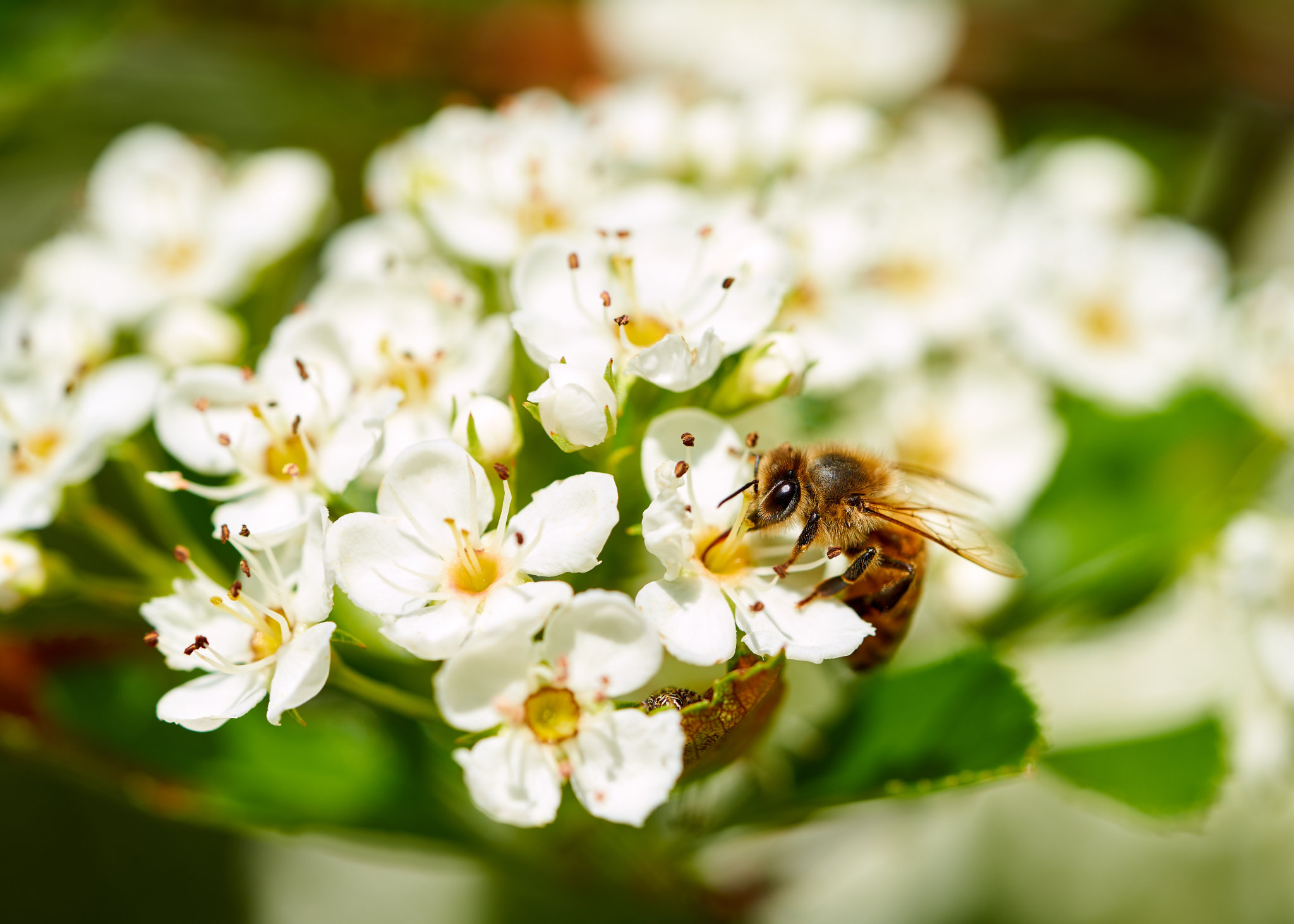 Bee 2